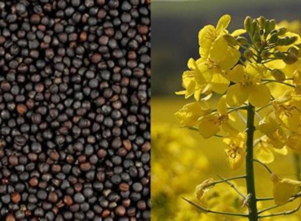Analysis of the Rapeseed Market and Opportunities for Biodiesel Production in Ukraine, Potential of Rapeseed Cultivation and Processing – 2006